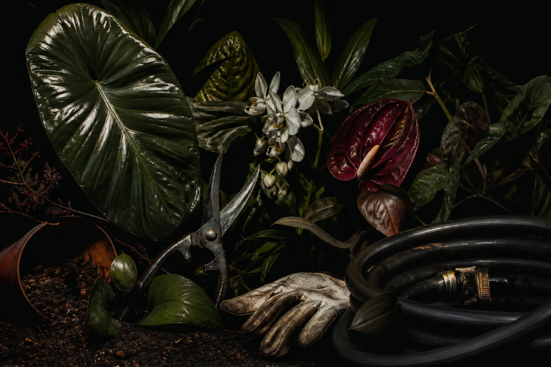 Pruning shears, a coiled black hose, and a worn glove arranged among glossy dark foliage and flowers.